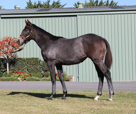 Lot 254: State of Rest (IRE) / The Globe