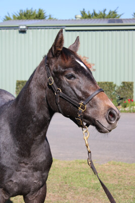 Lot 254: State of Rest (IRE) / The Globe