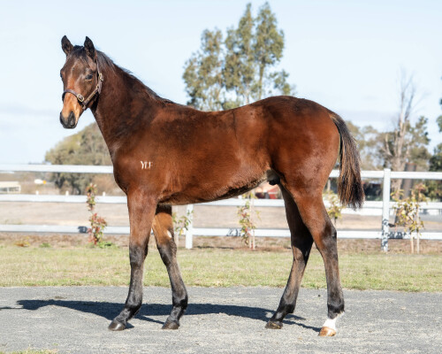 Lot 252: Wooded (IRE) / Tennessee Hussy