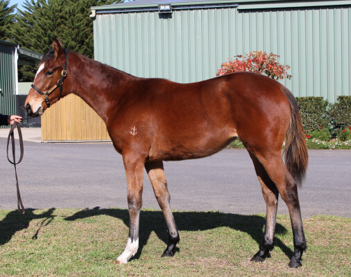 Lot 292: Showtime / Angelicus