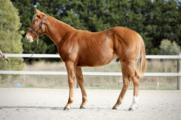 Lot 13: Hanseatic / Charlie's Storm