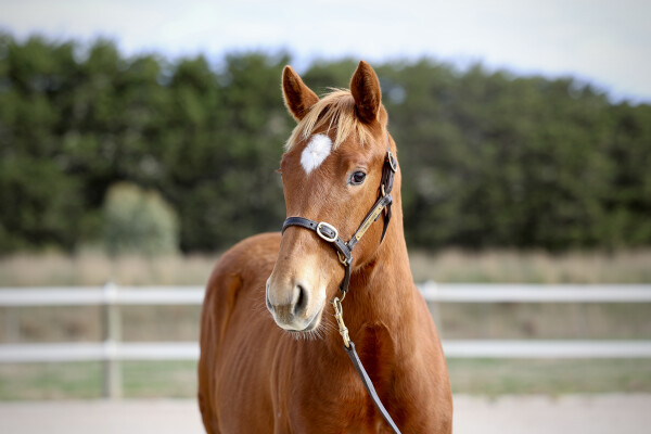 Lot 13: Hanseatic / Charlie's Storm