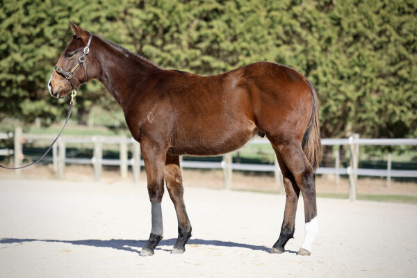 Lot 117: Brazen Beau / Katella Bubbles