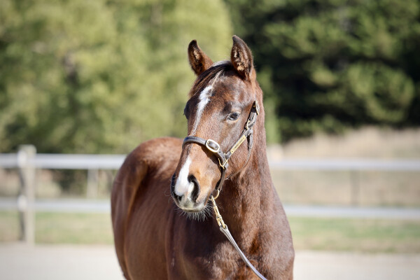Lot 117: Brazen Beau / Katella Bubbles