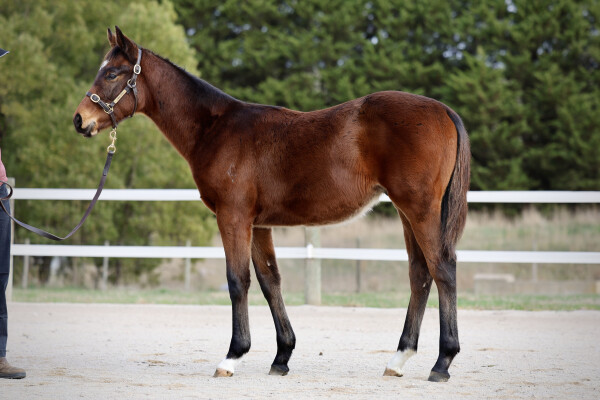 Lot 126: Alabama Express / Lady in the Sky (NZ)