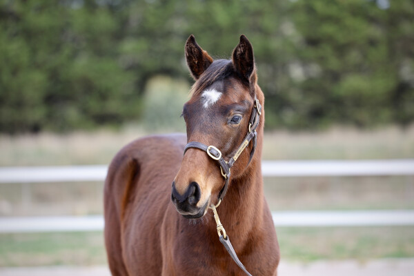 Lot 126: Alabama Express / Lady in the Sky (NZ)