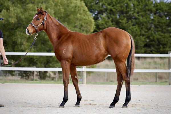 Lot 198: Ole Kirk / Rainy Daze