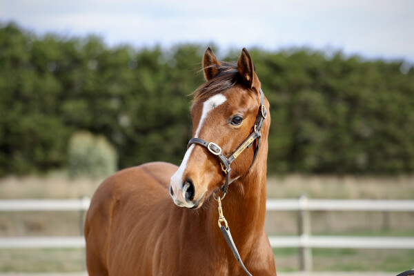 Lot 198: Ole Kirk / Rainy Daze