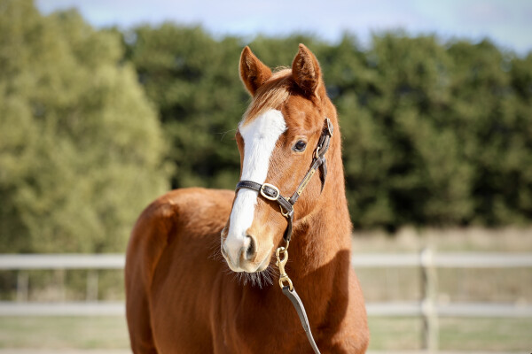 Lot 241: Justify (USA) / Spirit of Carbine