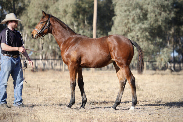 Lot 124: Too Darn Hot (GB) / La Magique