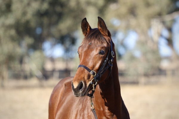 Lot 124: Too Darn Hot (GB) / La Magique