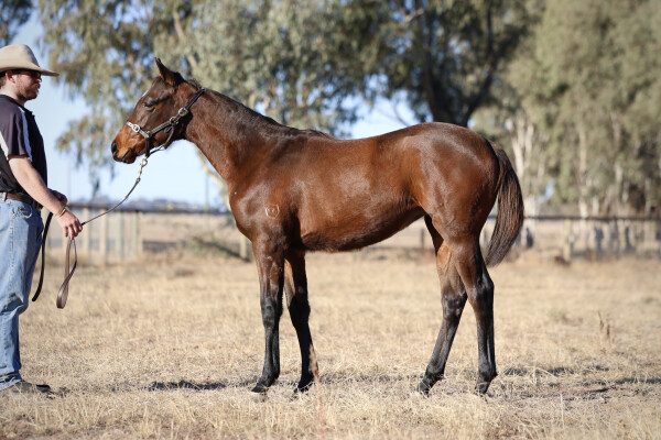 Lot 294: Foxwedge / Annie's Luck