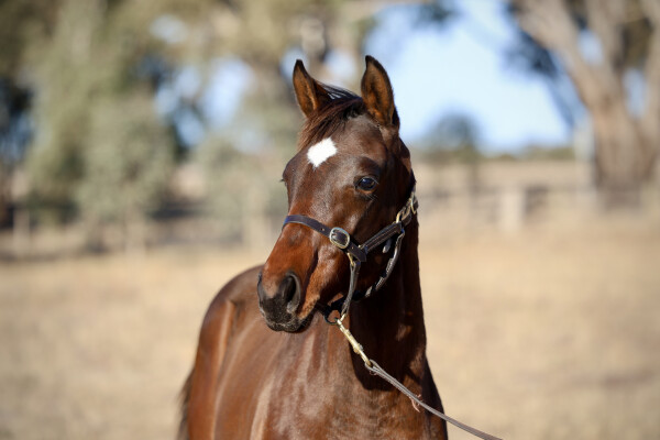 Lot 294: Foxwedge / Annie's Luck