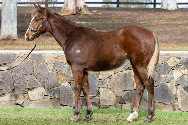 Lot 1: Russian Revolution / Cadet Roni (USA)