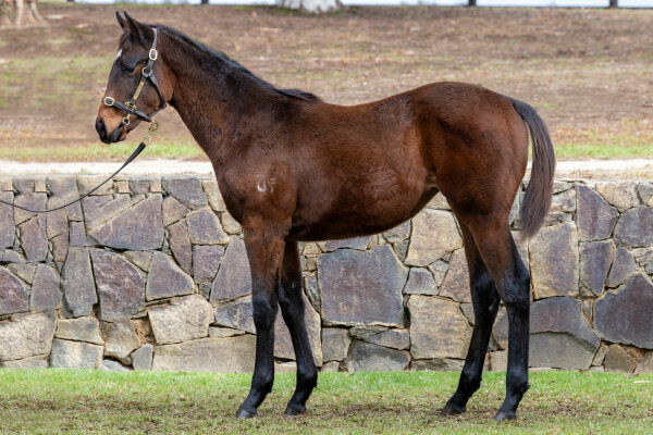 Lot 92: Hellbent / Hi Hi Hi