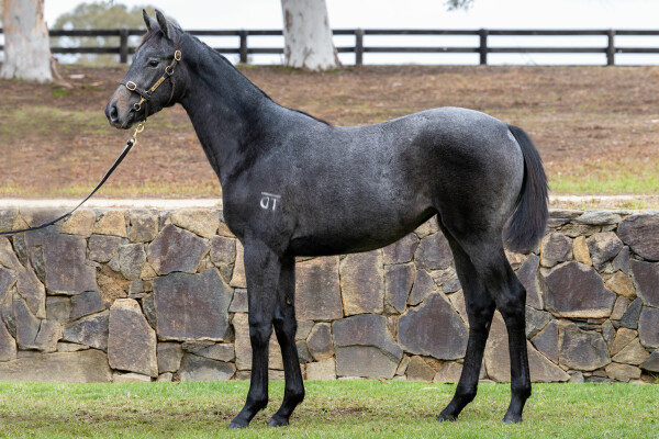 Lot 216: Crackerjack King (IRE) / Shaky Isles (NZ)