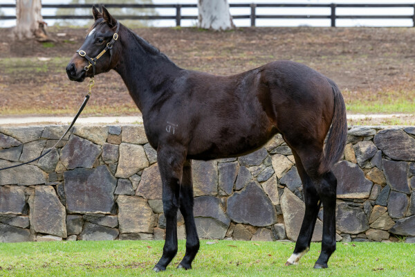 Lot 290: Daumier / Amorphous