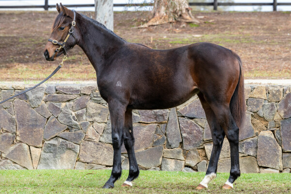 Lot 320: So You Think (NZ) / Bundle of Fun