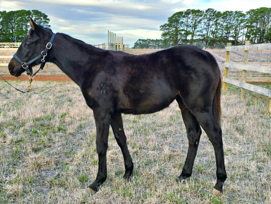 Lot 29: Dirty Work / Court Flying