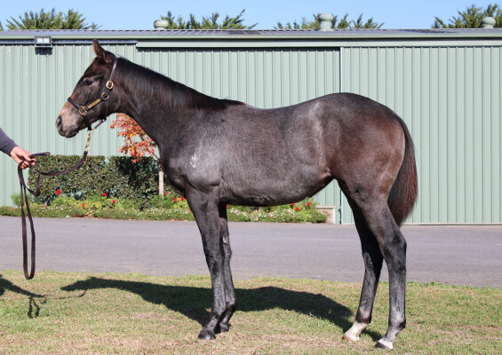 Lot 254: State of Rest (IRE) / The Globe