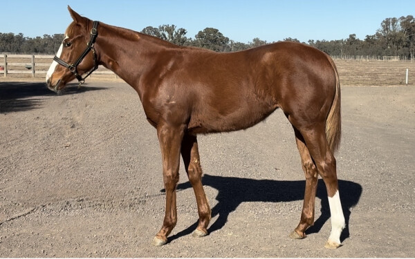 Lot 87: Earthlight (IRE) / Hai Sun