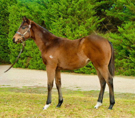 Lot 236: Grunt (NZ) / South Pearl