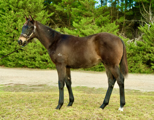 Lot 4: Shamus Award / Carry on Beauty