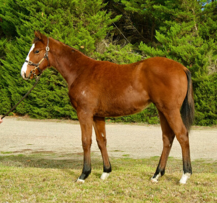 Lot 82: Extreme Warrior / Goddess of Love (GB)