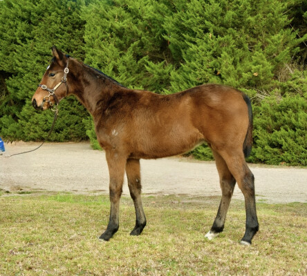 Lot 27: Extreme Warrior / Costanera