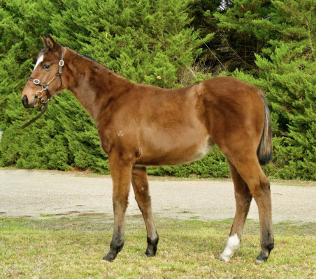 Lot 144: Shamus Award / Makrooma