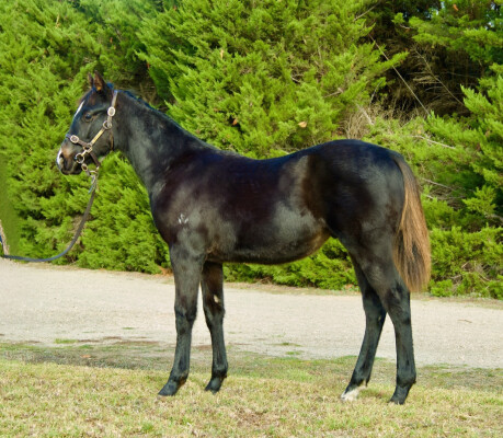 Lot 227: Pierata / Slippery Rose (USA)