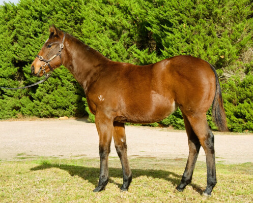 Lot 155: Farnan / Mianado