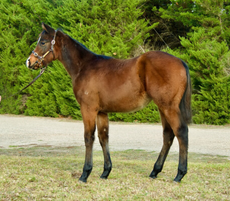 Lot 33: Royal Meeting (IRE) / Cumbia