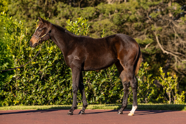 Lot 197: Wild Ruler / Radiant