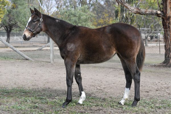 Lot 12: Bruckner / Charging Clear
