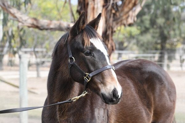 Lot 12: Bruckner / Charging Clear