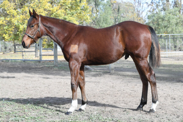 Lot 19: Zousain / Clubcard (NZ)