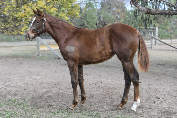 Lot 32: Xtravagant (NZ) / Cuckoo