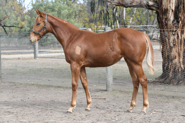 Lot 232: Written By / Social Smile