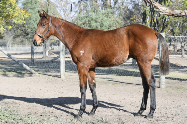 Lot 312: Rubick / Belaura