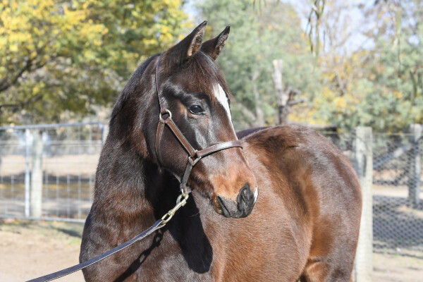 Lot 14: Bruckner / Checked