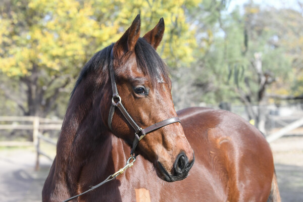 Lot 19: Zousain / Clubcard (NZ)