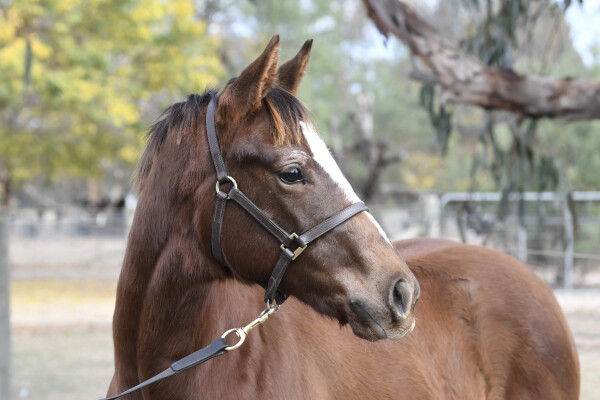 Lot 32: Xtravagant (NZ) / Cuckoo