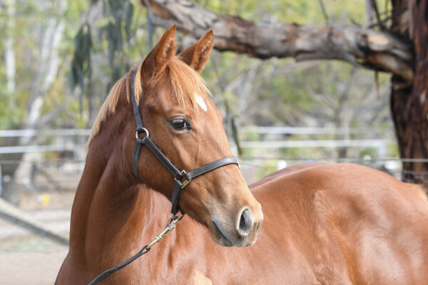 Lot 232: Written By / Social Smile