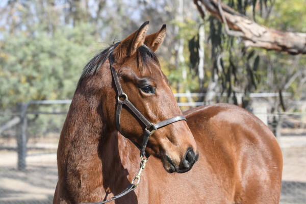 Lot 312: Rubick / Belaura