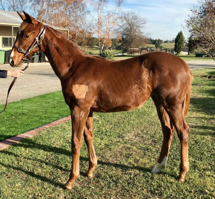 Lot 48: Jacquinot / Dubai Me Roses