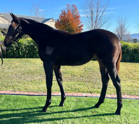 Lot 140: Hellbent / Maevemoo