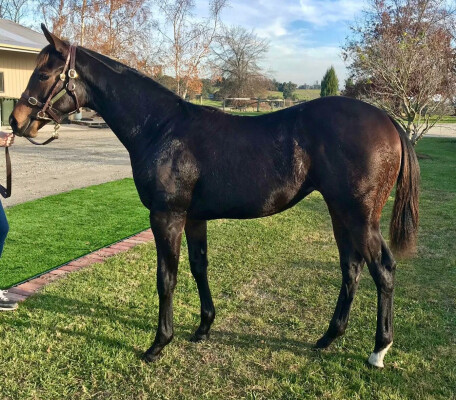 Lot 93: State of Rest (IRE) / High Hostess (NZ)