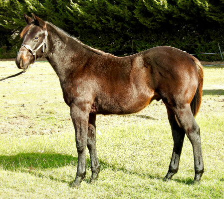 Lot 2: North Pacific / Caesarissa