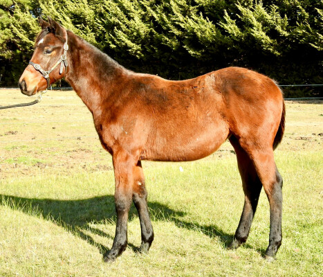 Lot 69: Acrobat / Favourite Miss